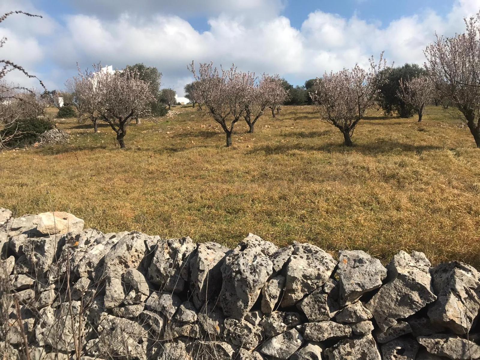 Piccolo Trullo Ostunese Le Jardin De Sophie' Ostuni Ngoại thất bức ảnh