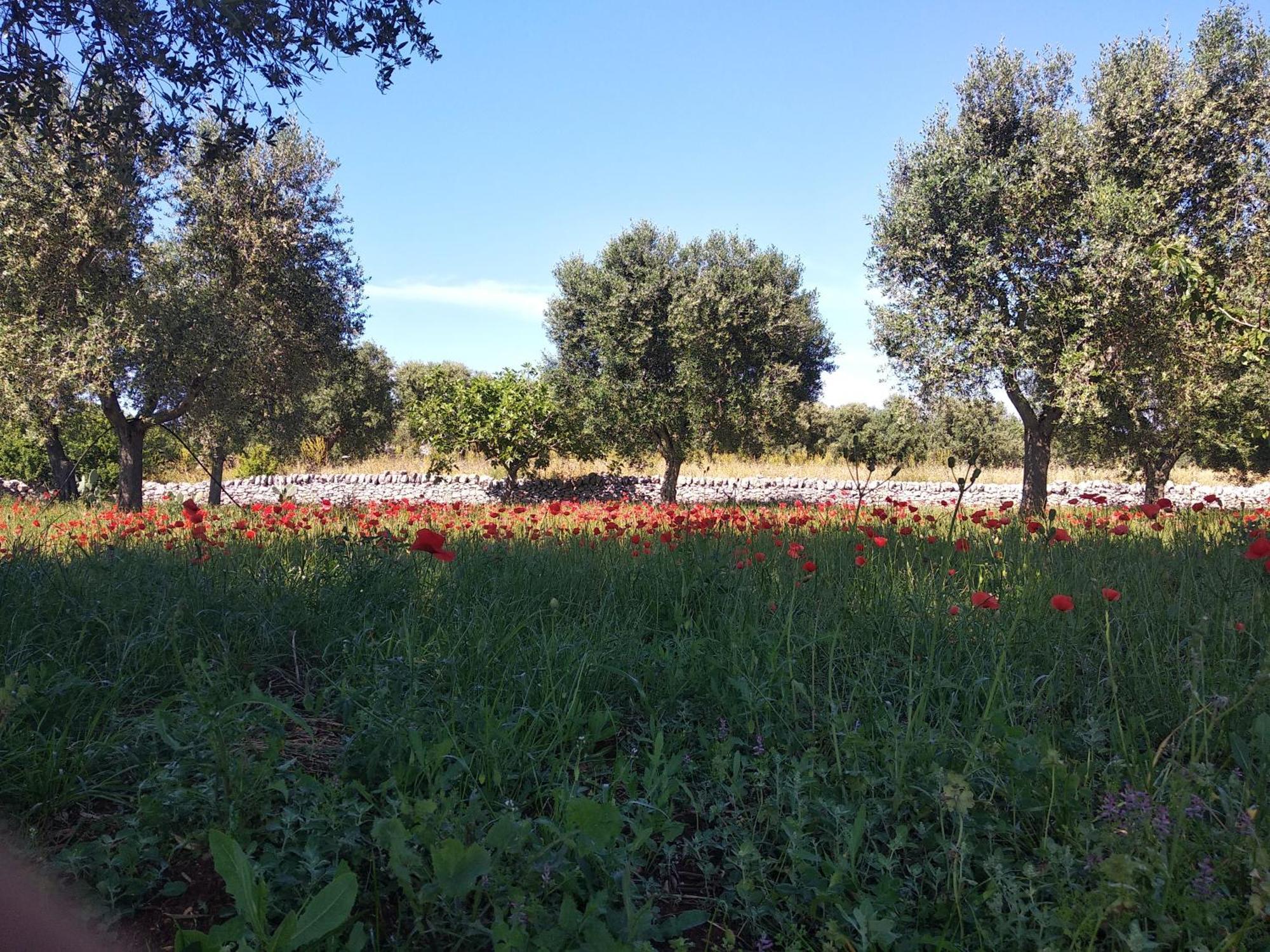 Piccolo Trullo Ostunese Le Jardin De Sophie' Ostuni Ngoại thất bức ảnh