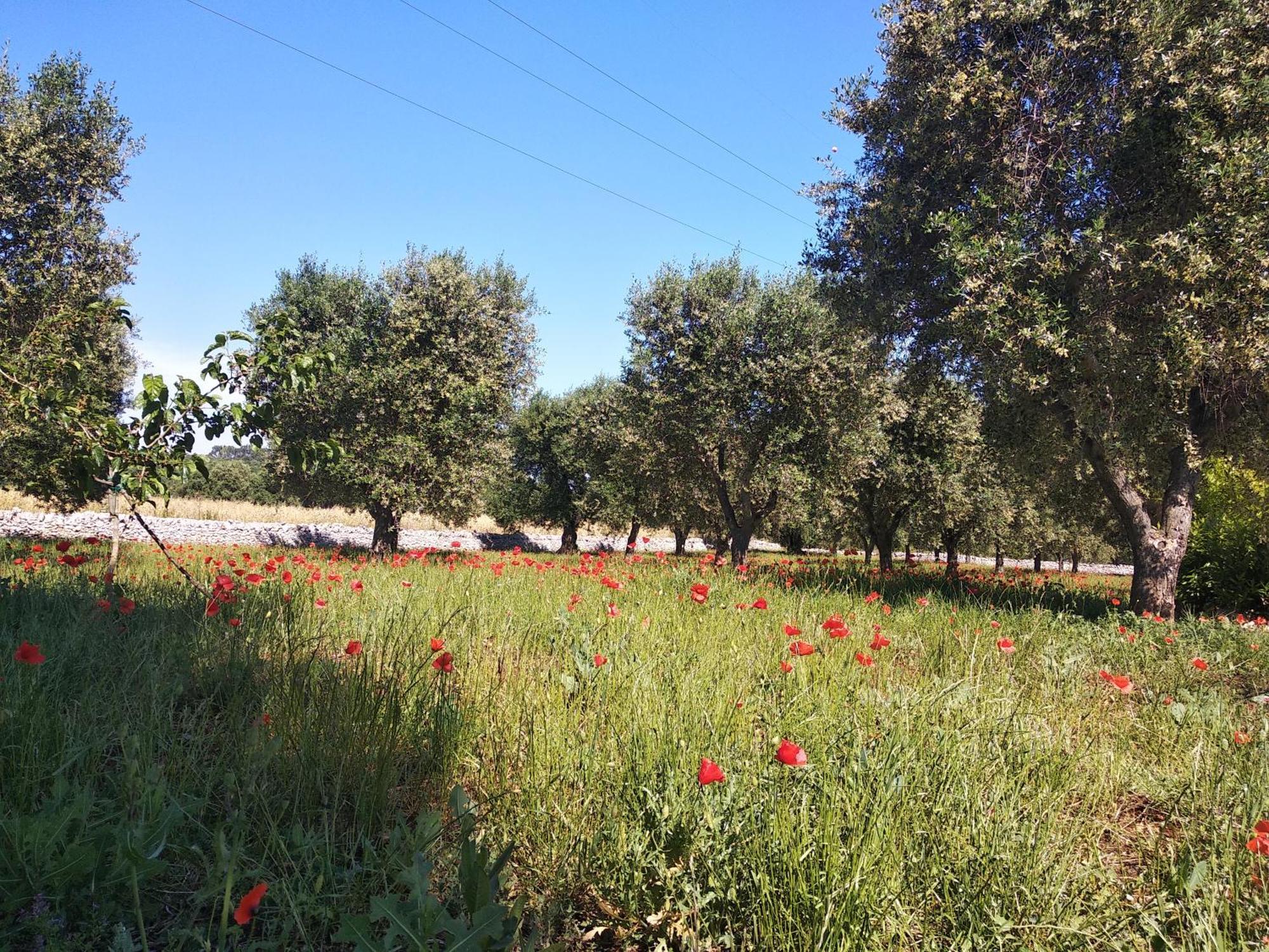 Piccolo Trullo Ostunese Le Jardin De Sophie' Ostuni Ngoại thất bức ảnh